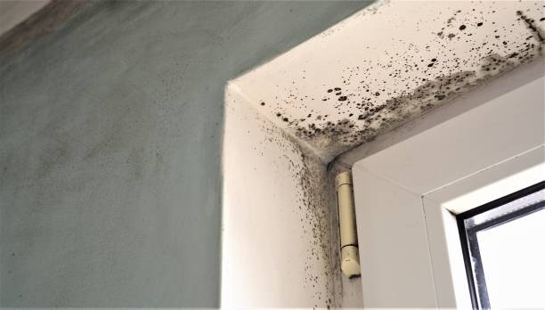 Ivins, UT Mold Removal Company