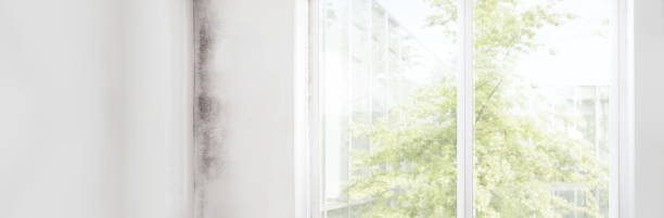 Best HVAC Mold Inspection and Cleaning  in Ivins, UT