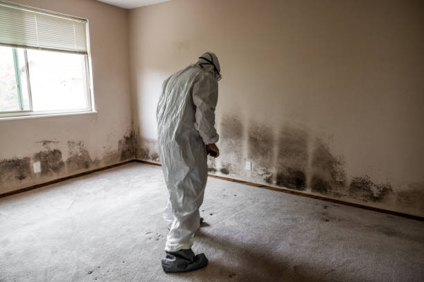 Best Mold Removal for HVAC Installations  in Ivins, UT