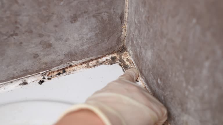 Dehumidification Services in Ivins, UT