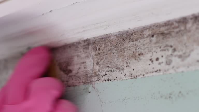 Best Airborne Mold Testing  in Ivins, UT